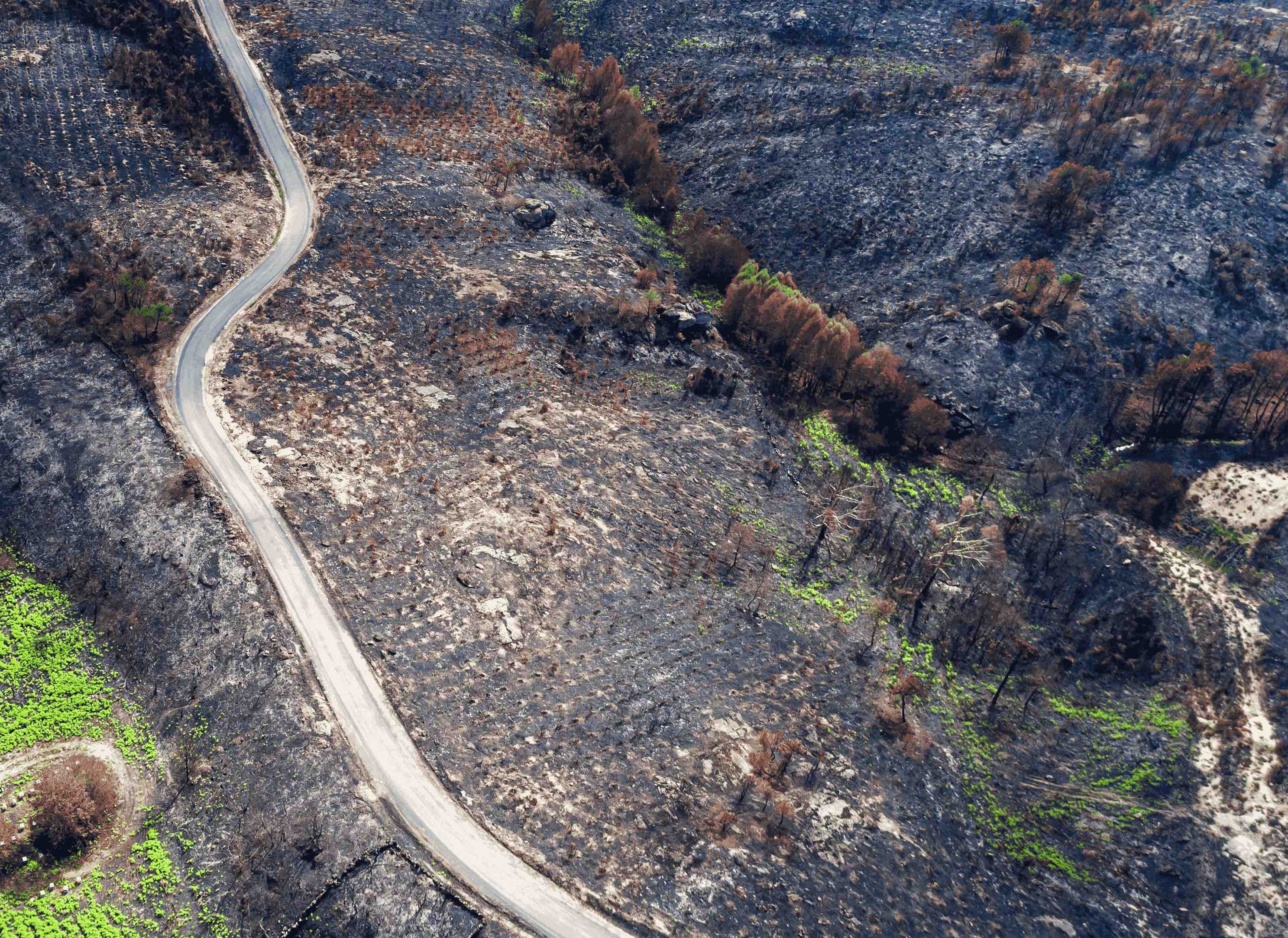burned area around a road